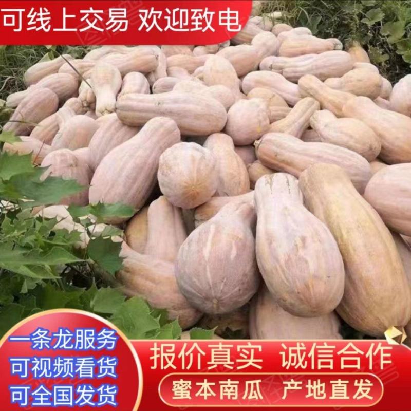 【精选】金韩蜜本南瓜大量供应万亩基地批发代发全国