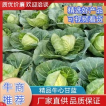 【代发全国】精品牛心甘蓝皮薄爽口代发全国对接商超