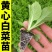 白菜苗各种蔬菜水果苗预定正规苗厂保活专业团队移栽包回收