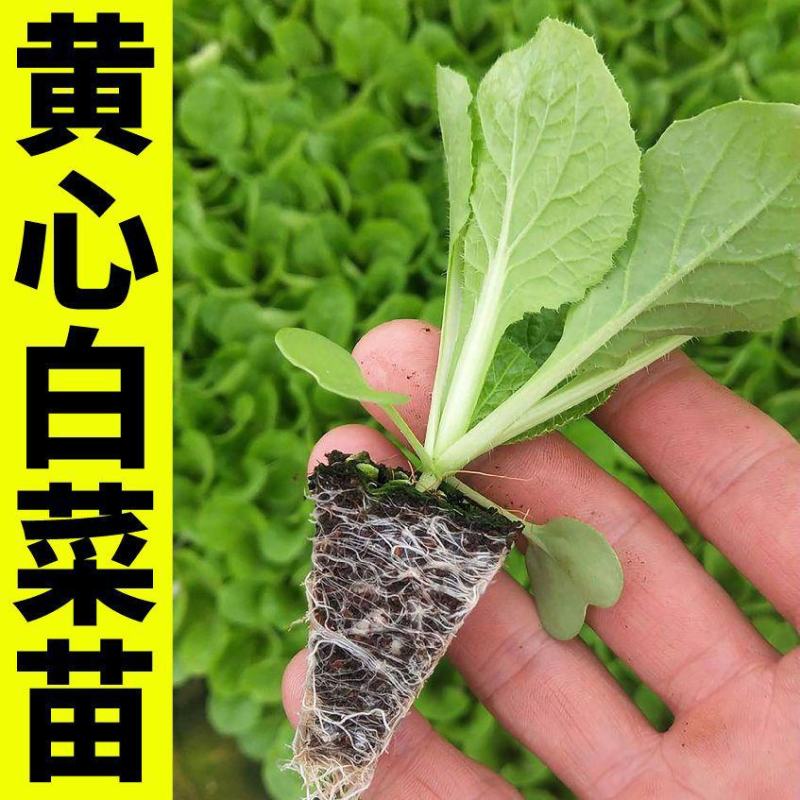 白菜苗各种蔬菜水果苗预定正规苗厂保活专业团队移栽包回收