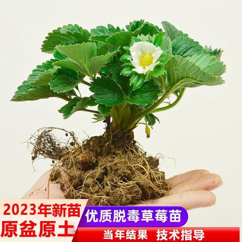 白菜苗各种蔬菜水果苗预定正规苗厂保活专业团队移栽包回收
