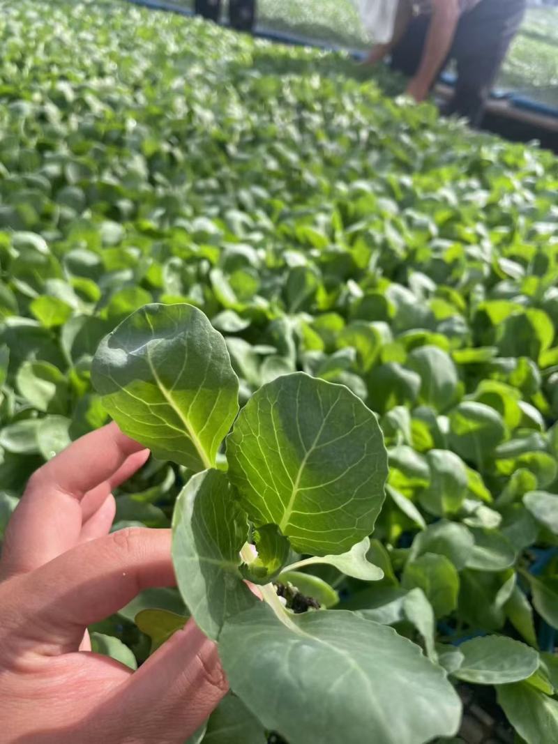白菜苗各种蔬菜水果苗预定正规苗厂保活专业团队移栽包回收