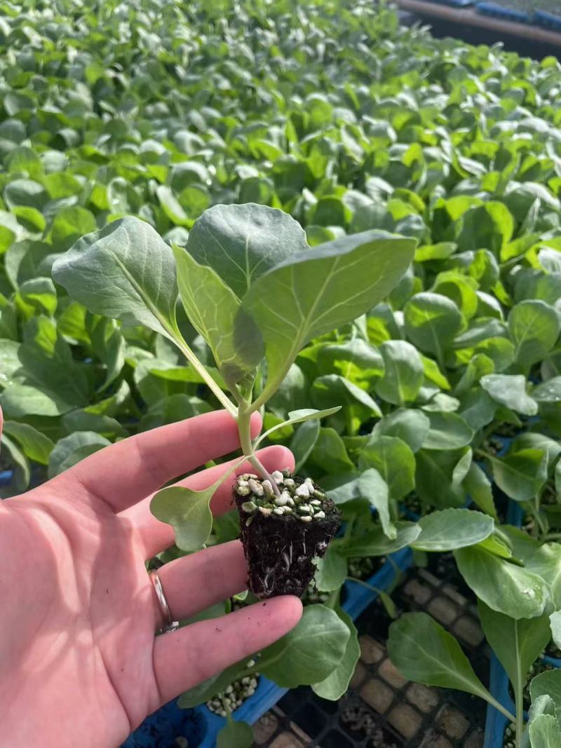 白菜苗各种蔬菜水果苗预定正规苗厂保活专业团队移栽包回收