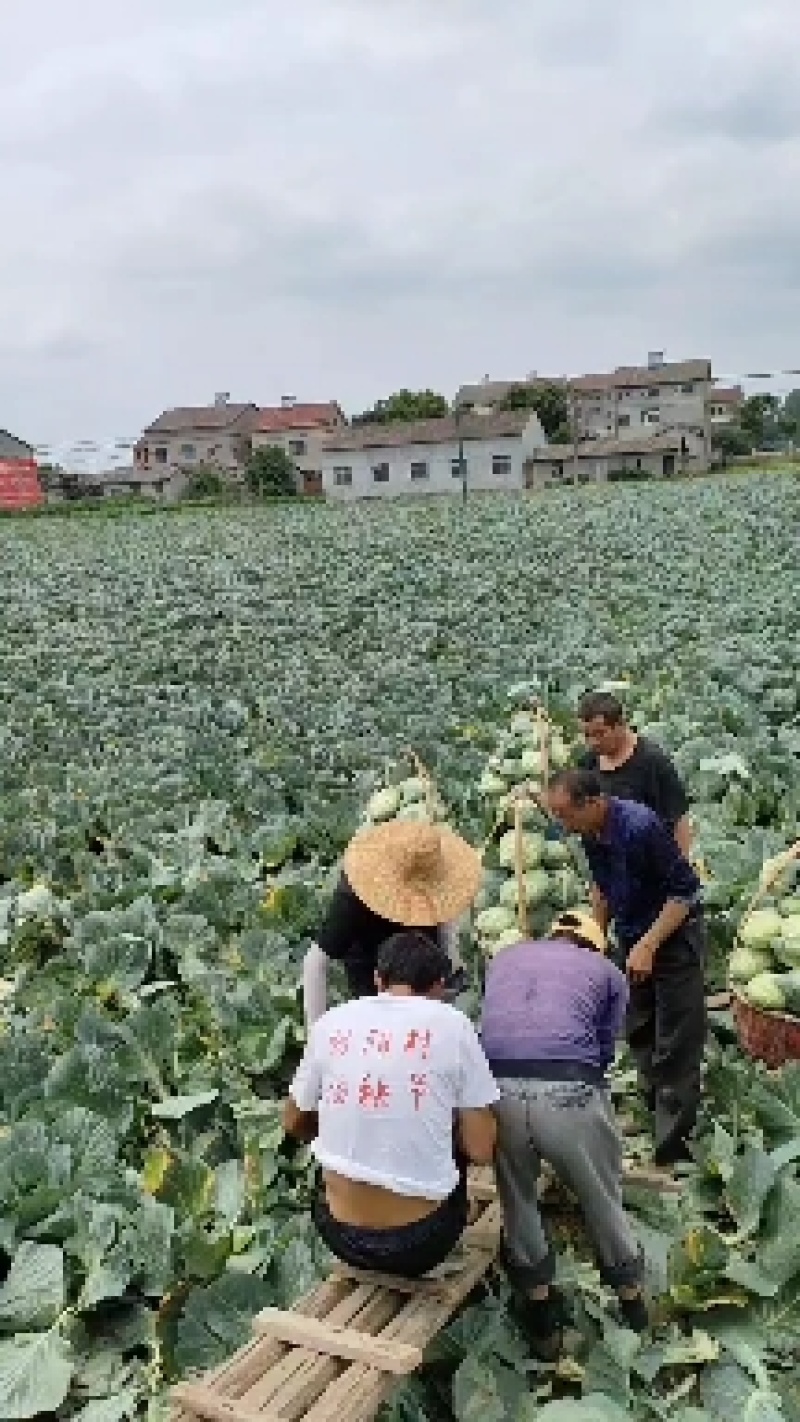 【精品奥奇娜甘蓝】无虫眼无烧边，保质保量欢迎来电