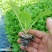 白菜苗各种蔬菜水果苗预定正规苗厂保活专业团队移栽包回收