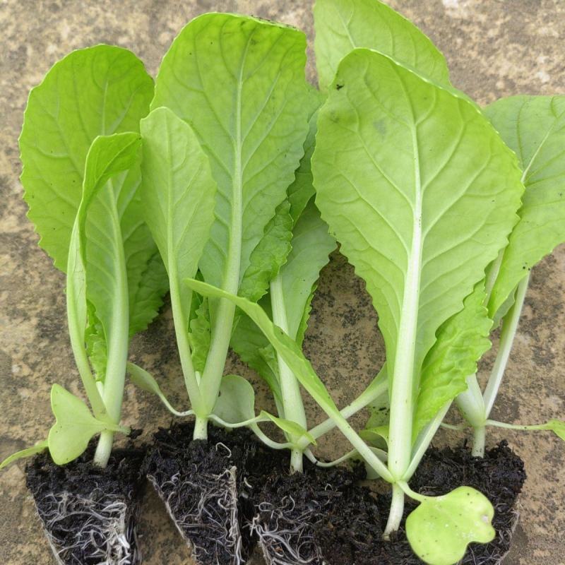 白菜苗各种蔬菜水果苗预定正规苗厂保活专业团队移栽包回收