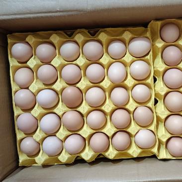 《热销》精品双色土鸡蛋，一手货源，全国接单，视频看货！