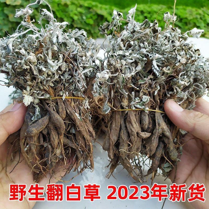 2023年翻白草野生整颗带根番白草新鲜晒干翻白草
