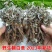2023年翻白草野生整颗带根番白草新鲜晒干翻白草