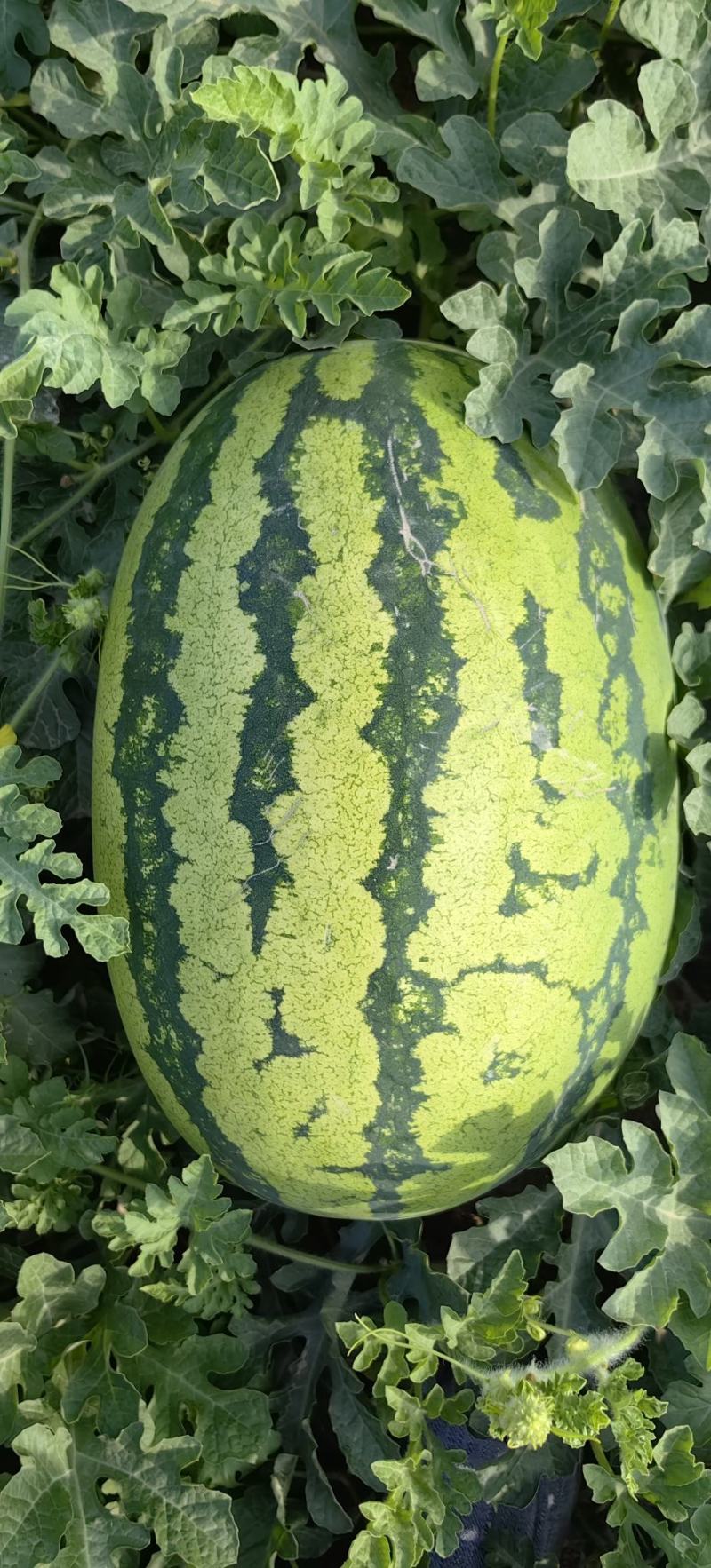 宁夏硒砂瓜，皮毛好，个头平均二十四五斤，口感甜，
