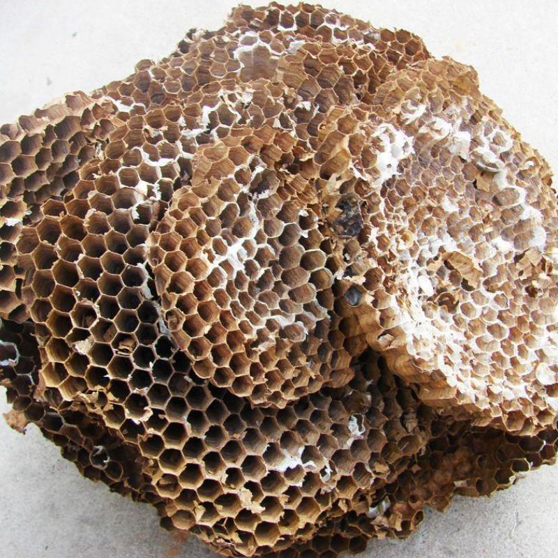 正品野生天然露蜂房马蜂窝巢煮水牙疼中药材店铺100g包邮