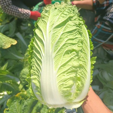 大量上市