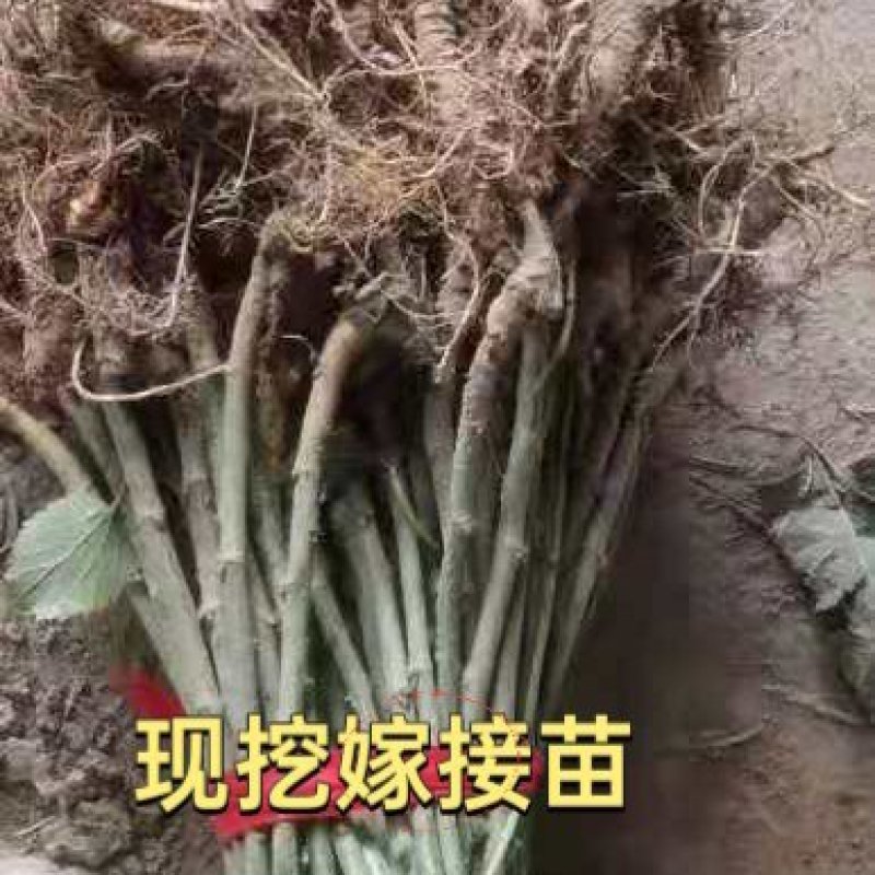 果桑苗无籽大十嫁接苗（汁多口感好甜度高）包对版包技术