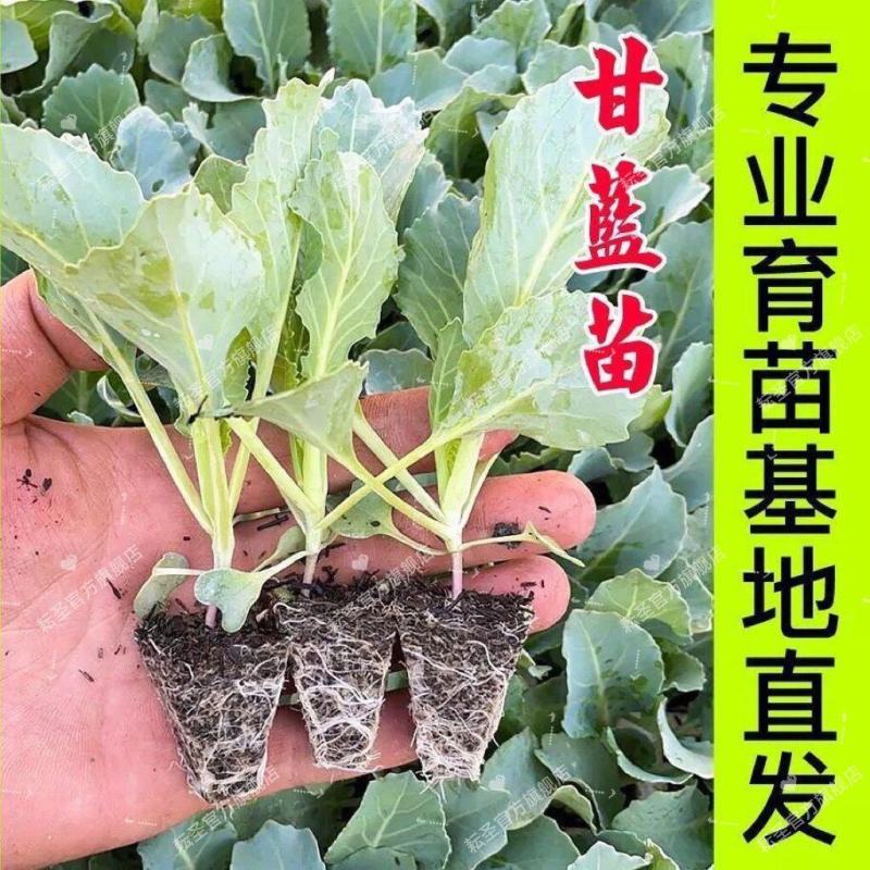 白菜苗耐热耐抗寒耐潮湿高产抗病毒夏季冬季白菜苗，正规苗厂