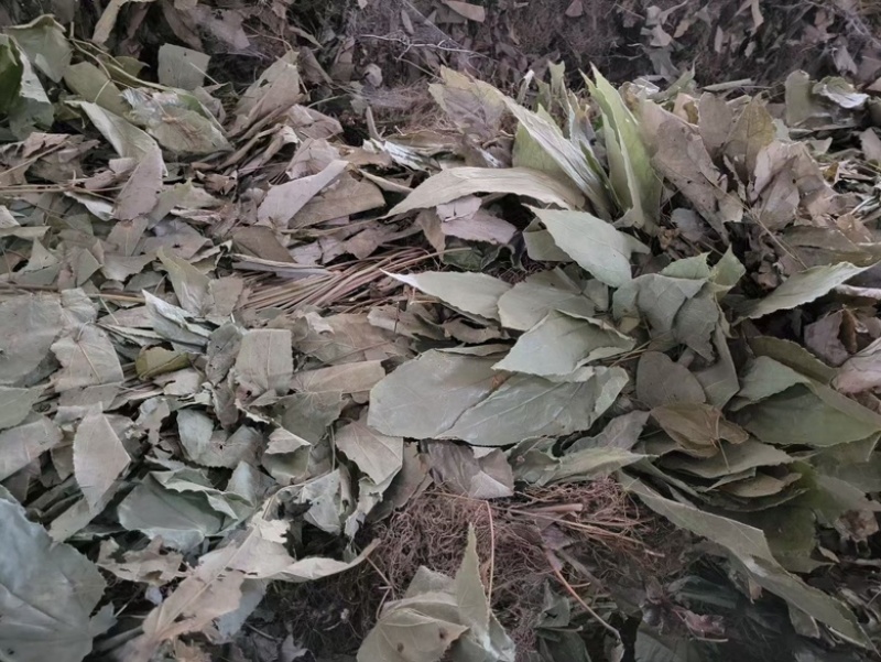 [热卖]甘肃净装货淫羊藿干货产地直发品质保证