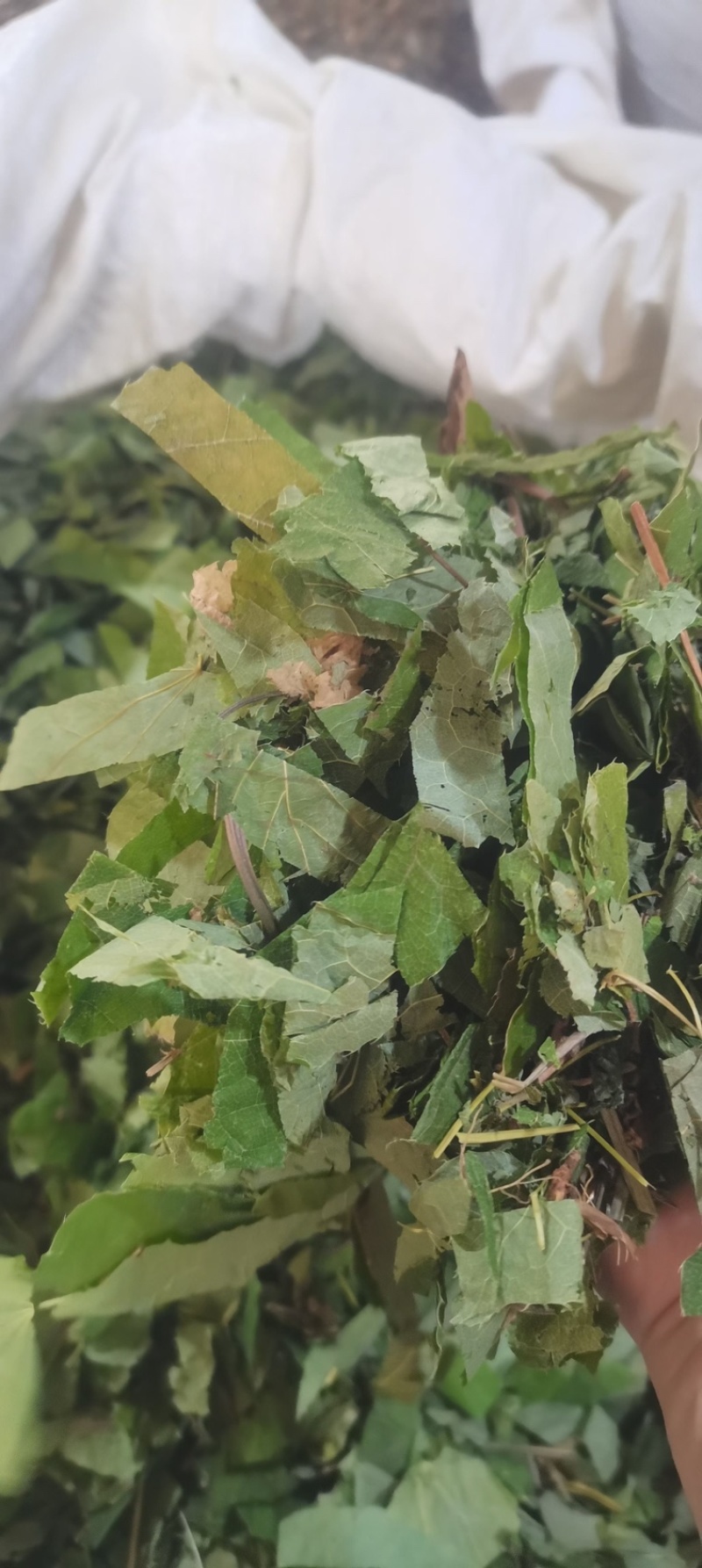 [热卖]甘肃净装货淫羊藿干货产地直发品质保证