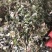 [热卖]甘肃净装货淫羊藿干货产地直发品质保证