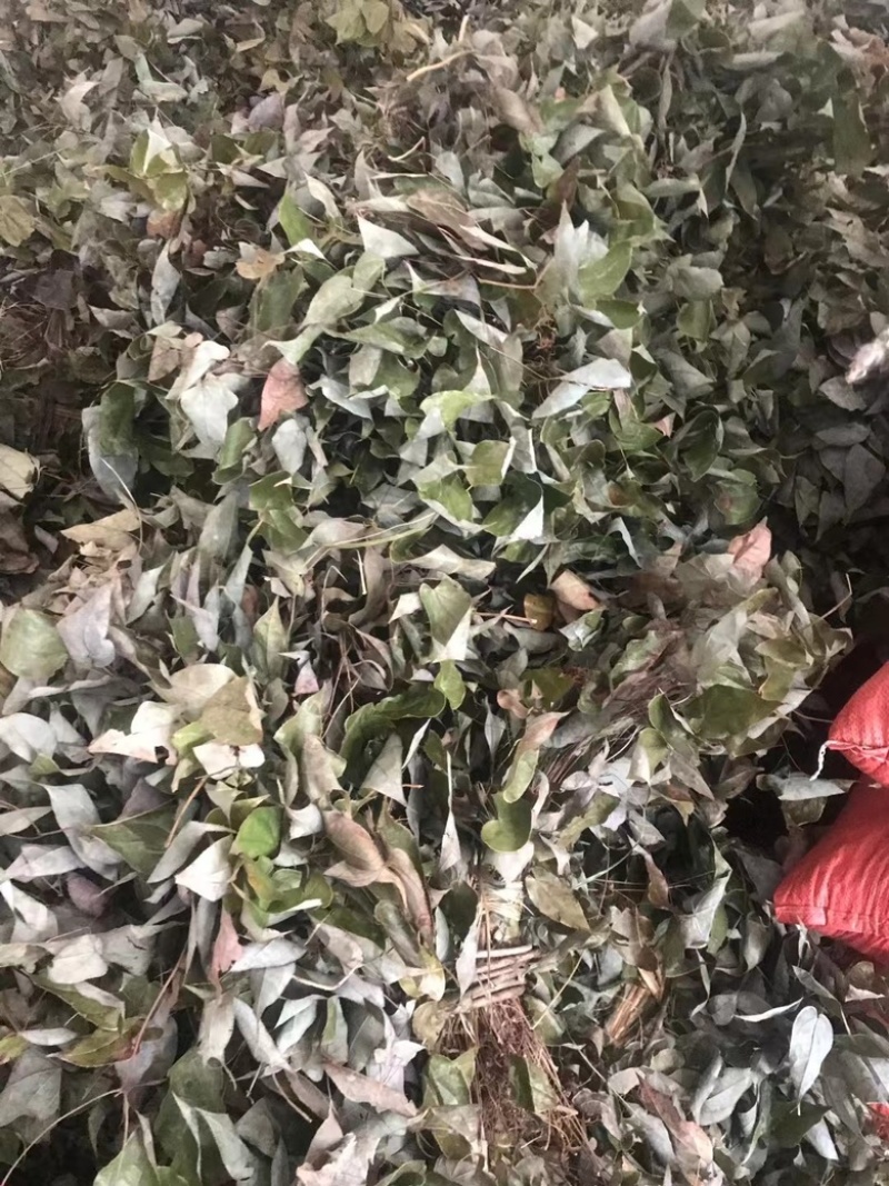 [热卖]甘肃净装货淫羊藿干货产地直发品质保证