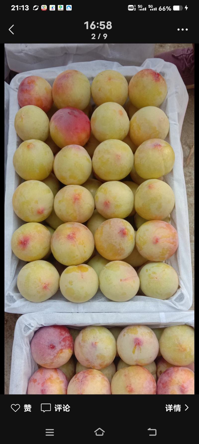 河南李子南阳千味红李产地直供量大从优欢迎来电咨询订购