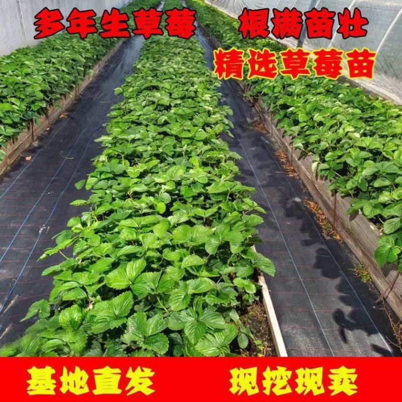草莓苗红颜草莓苗奶莓甜宝奶莓成活率高可根据客户要求育苗
