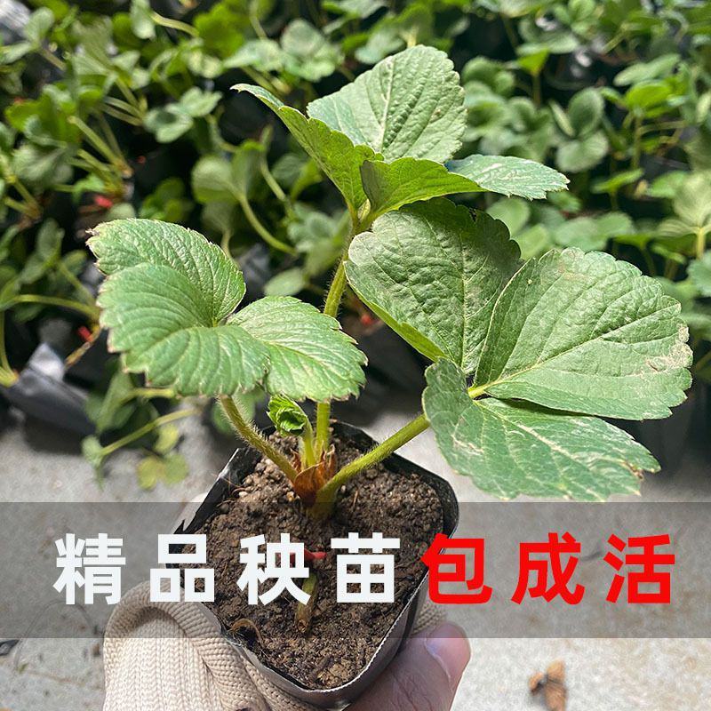 草莓苗红颜草莓苗奶莓甜宝奶莓成活率高可根据客户要求育苗
