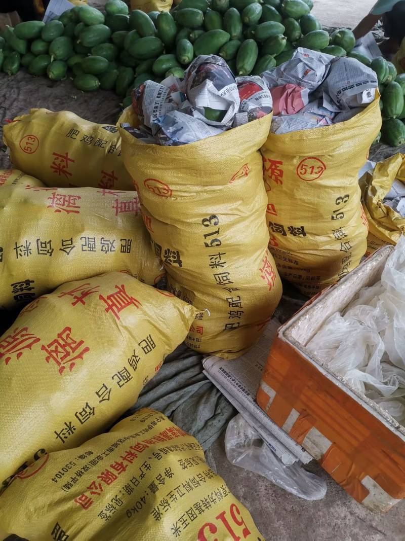 新鲜光皮青木瓜供应，可泡汤下奶，做酸木瓜，木瓜丝，木瓜丁