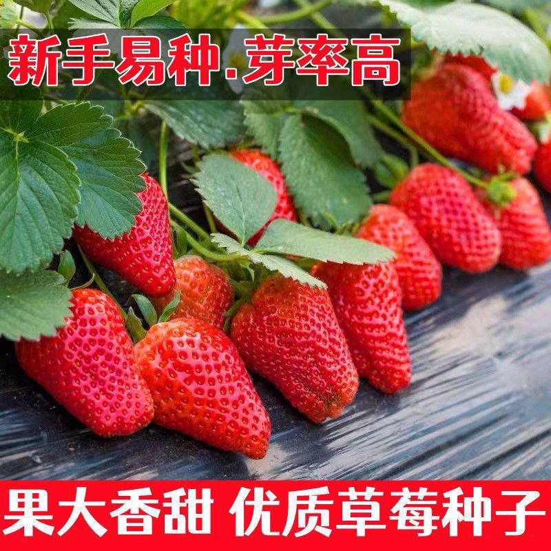 草莓苗红颜草莓苗奶莓甜宝奶莓成活率高可根据客户要求育苗