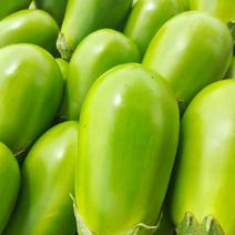 精品青茄无籽大量现货产地直供质量保证全国