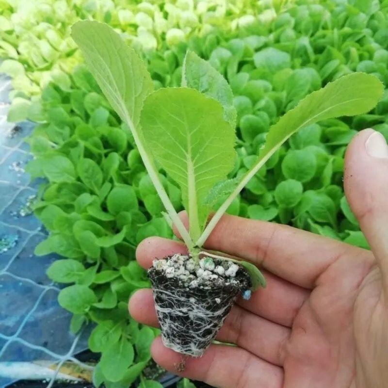 黄心白菜苗耐高温高湿抗寒抗病毒义和秋玲珑黄可代育苗代发