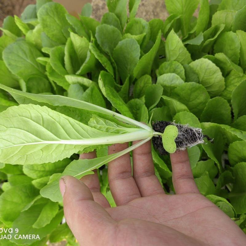 黄心白菜苗耐高温高湿抗寒抗病毒义和秋玲珑黄可代育苗代发
