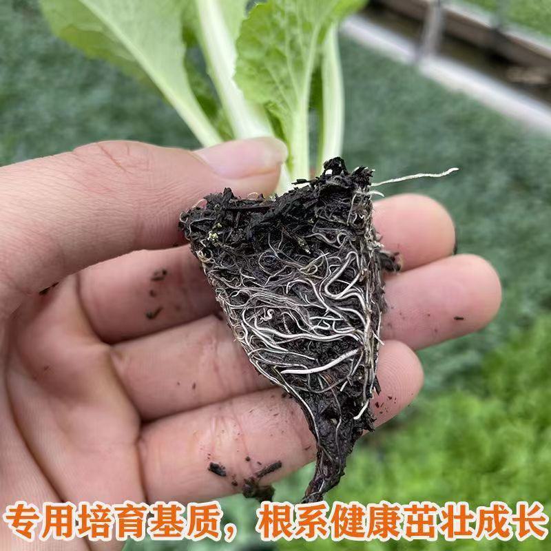黄心白菜苗耐高温高湿抗寒抗病毒义和秋玲珑黄可代育苗代发