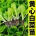 黄心白菜苗耐高温高湿抗寒抗病毒义和秋玲珑黄可代育苗代发