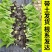 黄心白菜苗耐高温高湿抗寒抗病毒义和秋玲珑黄可代育苗代发