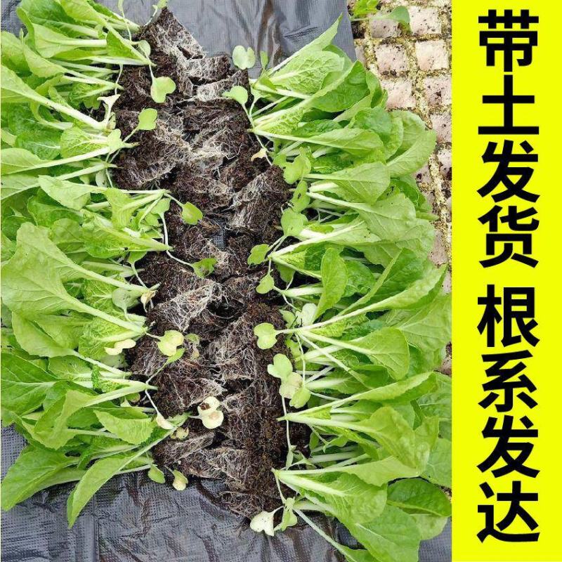 黄心白菜苗耐高温高湿抗寒抗病毒义和秋玲珑黄可代育苗代发