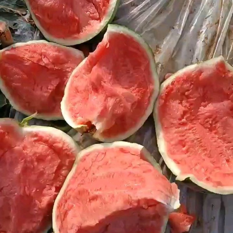 河南精品美都西瓜头茬现货保熟保甜产地一手货源品质保障