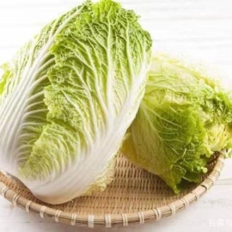黄心白菜苗耐高温高湿抗寒抗病毒义和秋玲珑黄可代育苗代发