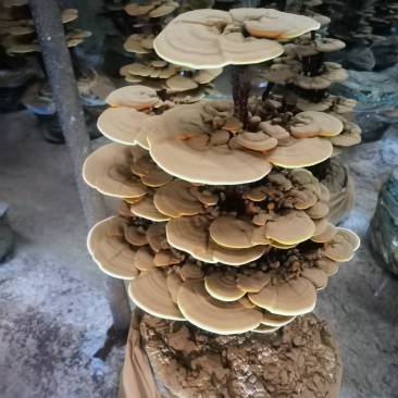 大型四层活体灵芝盆景