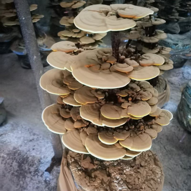大型四层活体灵芝盆景