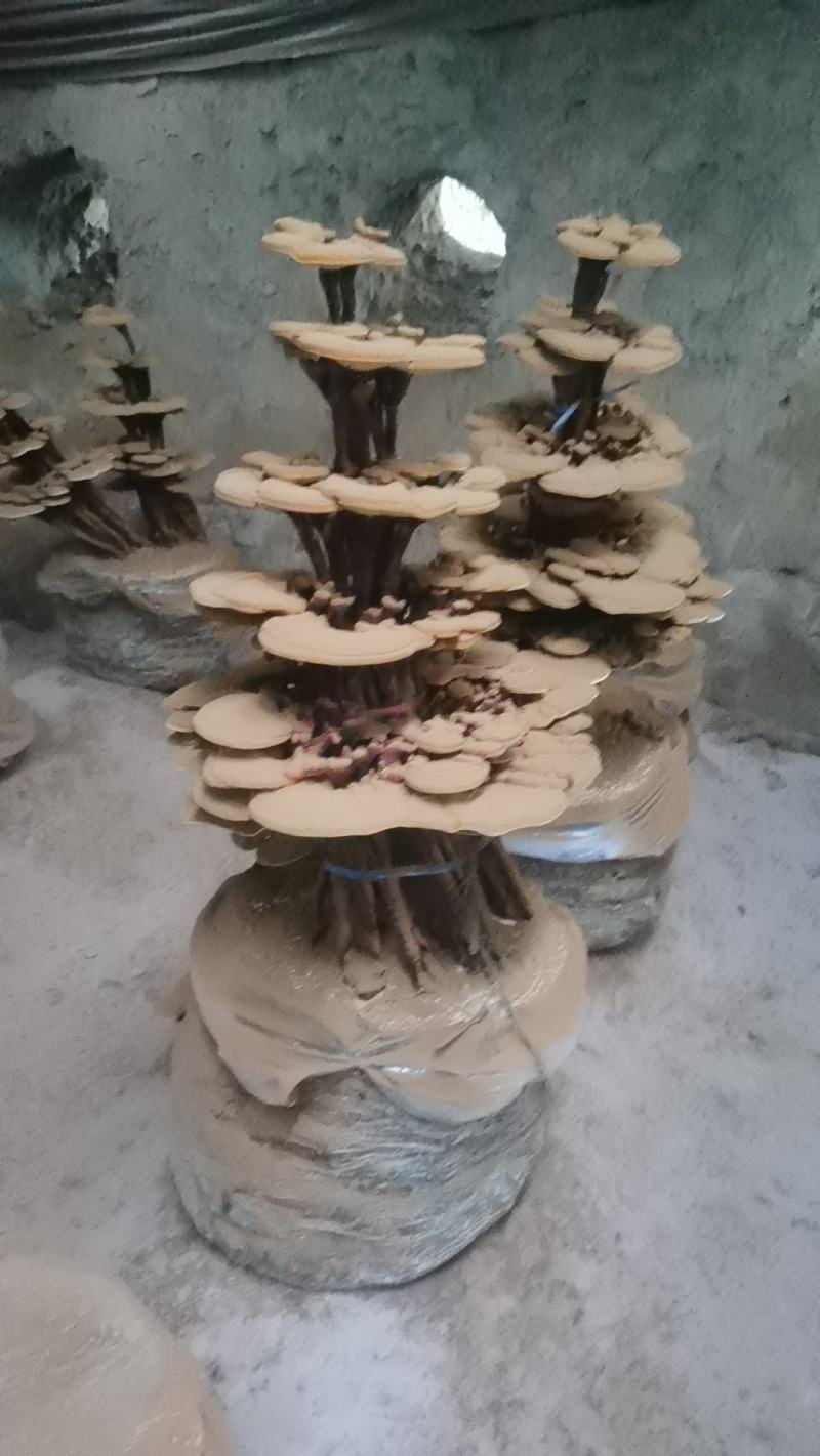 大型四层活体灵芝盆景