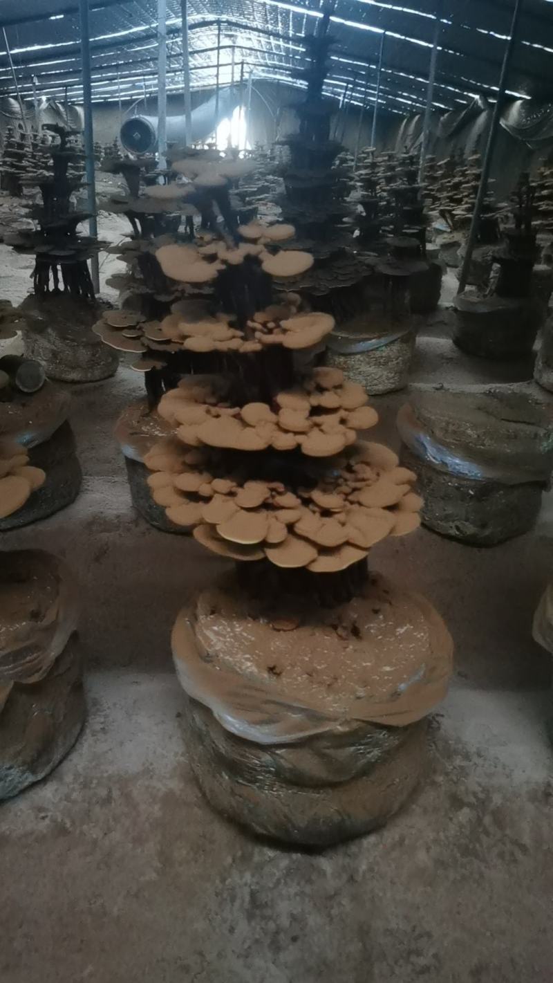 大型四层活体灵芝盆景