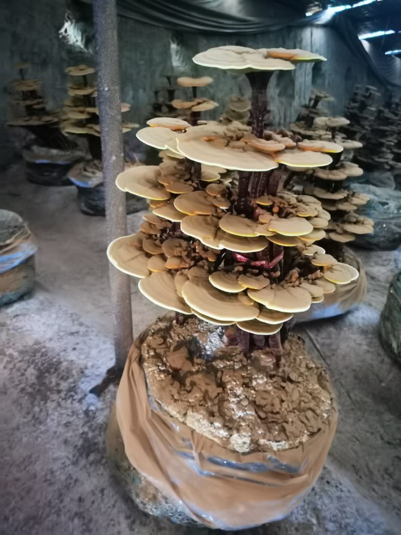 大型四层活体灵芝盆景