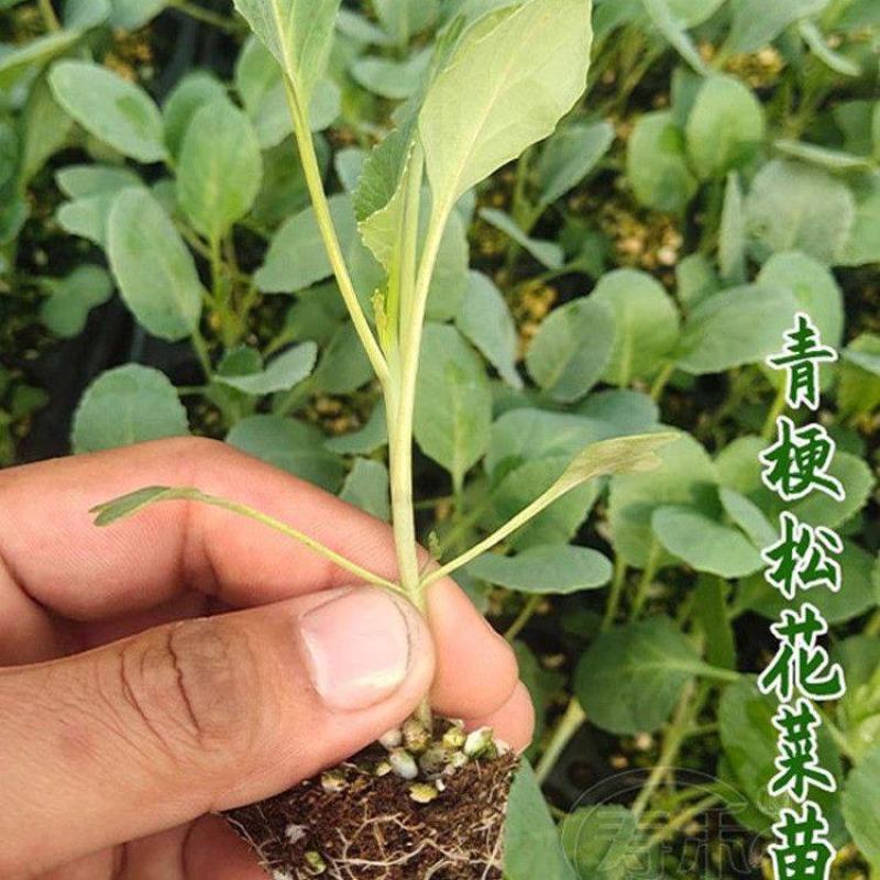 有机花菜苗菜花苗青梗散花苗石花菜苗抗病毒抗寒抗涝耐高温