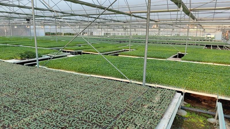 精品牛心/鸡心尖包甘蓝苗大量供应，放心品质，量大从优。