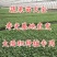 有机花菜苗菜花苗青梗散花苗石花菜苗抗病毒抗寒抗涝耐高温