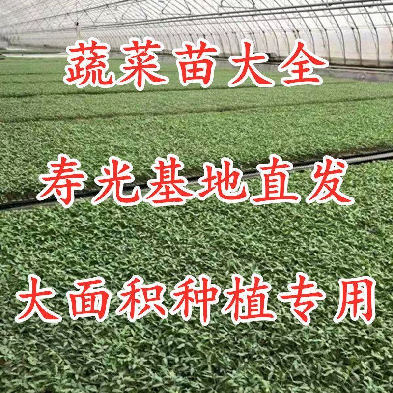 有机花菜苗菜花苗青梗散花苗石花菜苗抗病毒抗寒抗涝耐高温