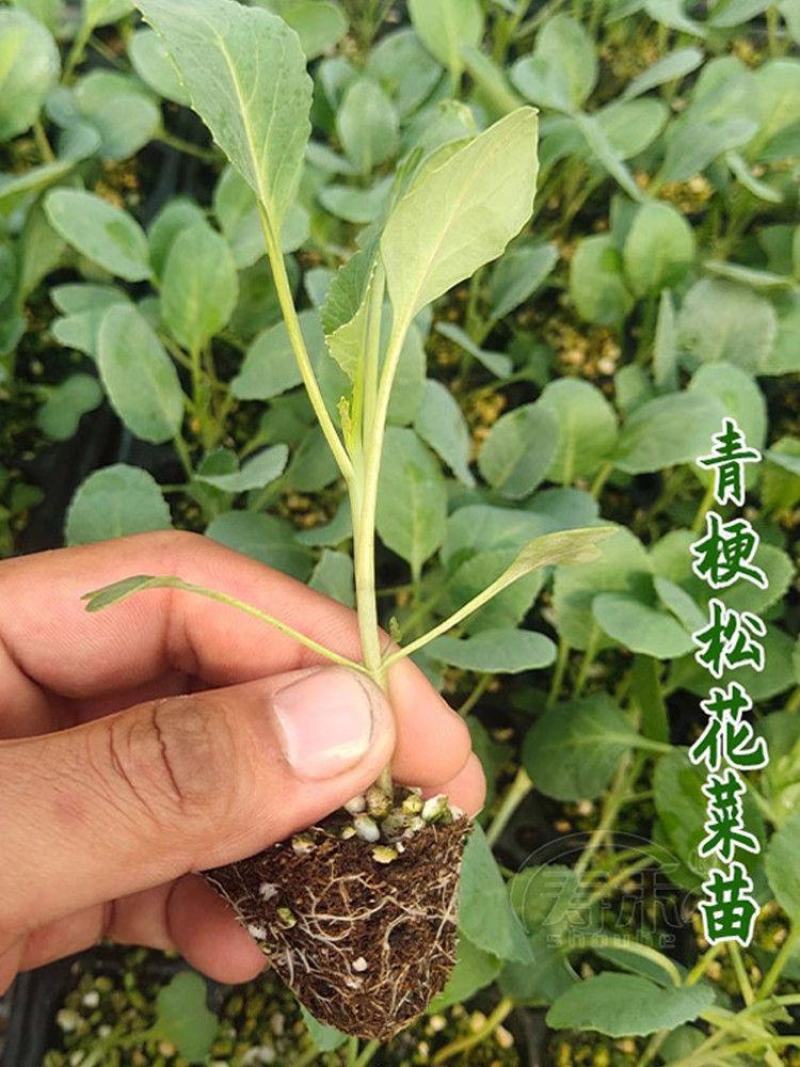 有机花菜苗菜花苗青梗散花苗石花菜苗抗病毒抗寒抗涝耐高温