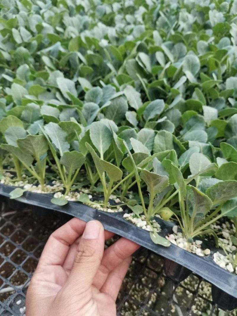 有机花菜苗菜花苗青梗散花苗石花菜苗抗病毒抗寒抗涝耐高温