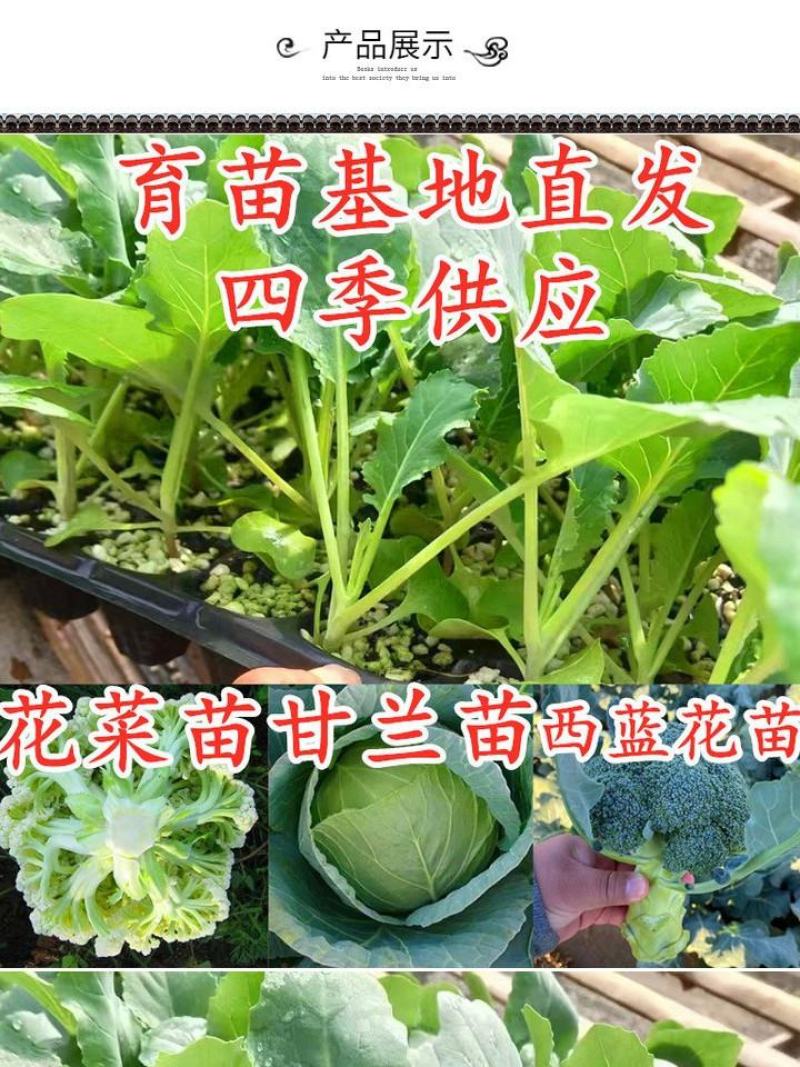 有机花菜苗菜花苗青梗散花苗石花菜苗抗病毒抗寒抗涝耐高温