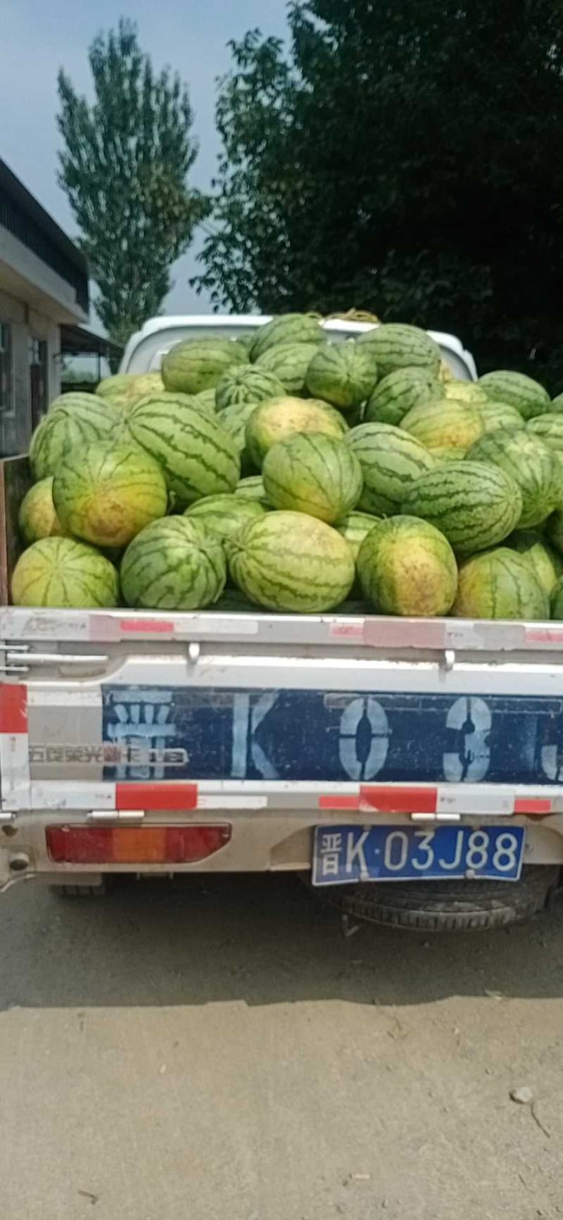 忻州西瓜大量上市，金城五号，金华系列，卓龙，西农八号等