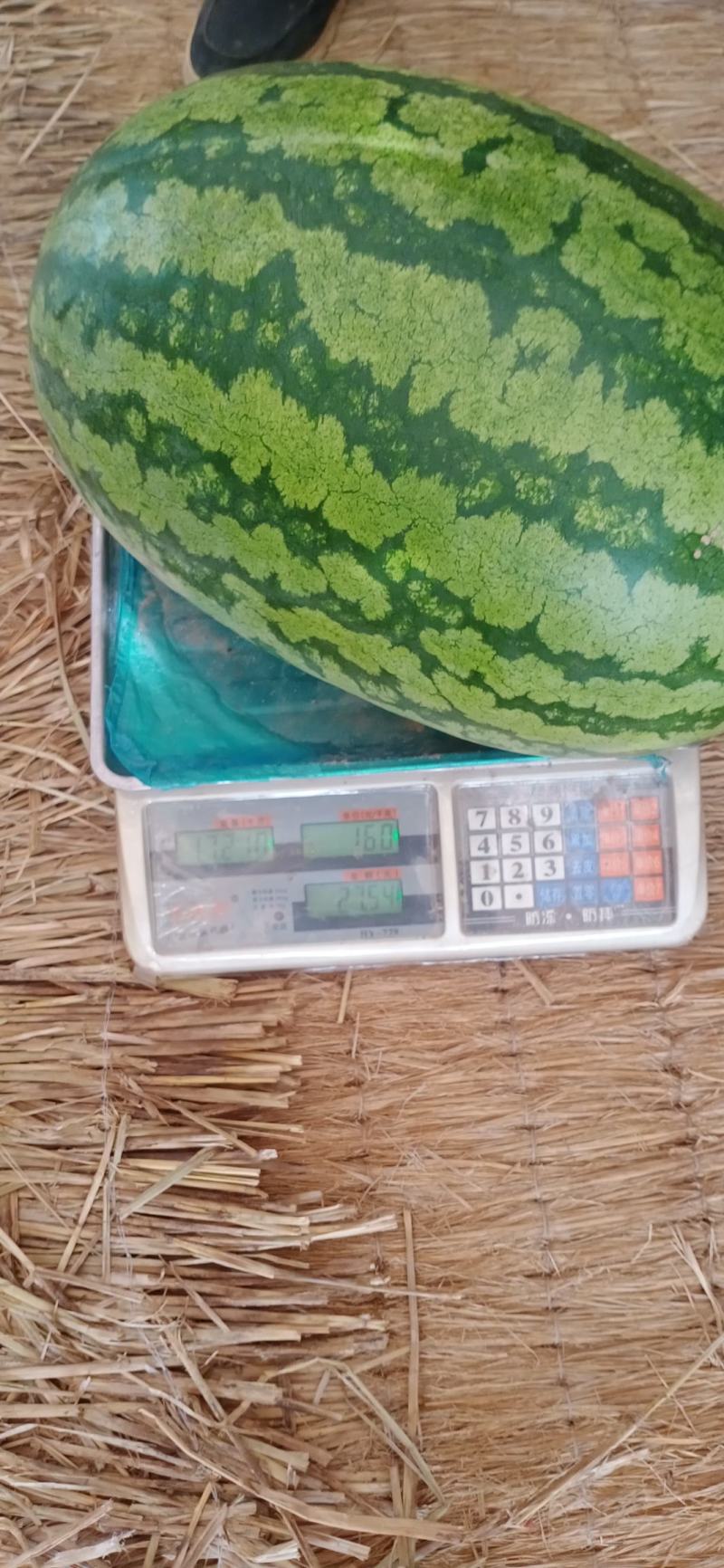 忻州西瓜大量上市，金城五号，金华系列，卓龙，西农八号等